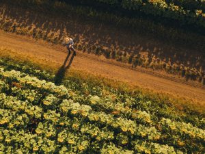 Farmer agronomist using drone to examine sunflower crop field