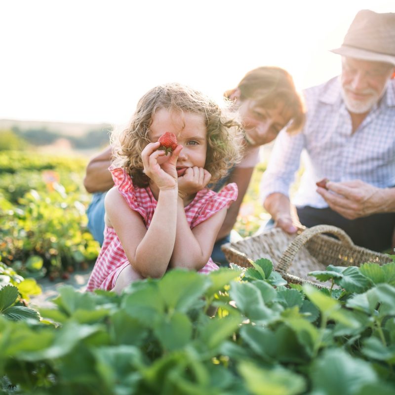 Senior grandparents and granddaughter picking strawberries on the farm